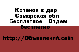 Котёнок в дар - Самарская обл. Бесплатное » Отдам бесплатно   